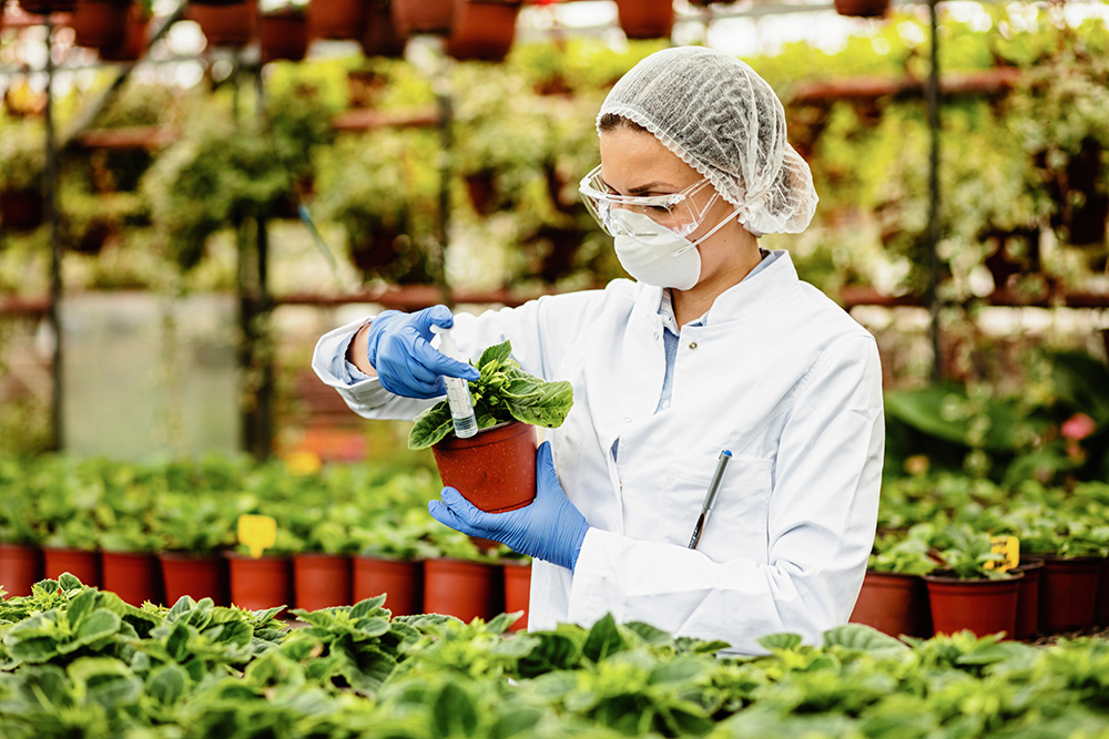Foto de uma mulher de pele branca de máscara, óculos de proteção, touca e jaleco branco. Ela aplica um líquido que está em uma seringa em uma planta que está em sua mão. Ao redor dela, há inúmeras outras plantas.